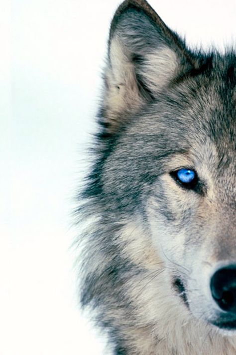 Lone Wolf Quotes, Wolf Eyes, Wolf Images, Wolf Stuff, Wolf Quotes, Wolf Spirit Animal, Wolf Wallpaper, Wolf Love, Wolf Pictures