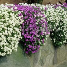 Perennials | Pinelane Nursery, Rockcress Ground Cover Seeds, Alpine Garden, French Flowers, Spring Flowering Bulbs, Evergreen Plants, Ground Cover Plants, Hardy Perennials, Organic Seeds, Ground Cover