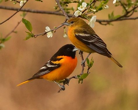 Baltimore Oriole Pair | Mr. & Mrs. Baltimore Oriole enjoying… | Flickr Orioles Tattoo, Baltimore Orioles Birds, Oriole Bird, Bird Perch, Backyard Birds, All Birds, Bird Pictures, Tropical Birds, Colorful Birds