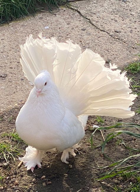 Indian Fantail Pigeon, German Owl Pigeon, Fantail Pigeon, Cute Pigeon, Pigeon, Vision Board, Birds, Fan Art, Animals