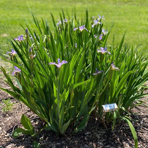 Iris versicolor - Midwest Groundcovers, LLC Pollinator Habitat, Iris Versicolor, Deer Resistant Plants, Hydrangea Garden, Blue Iris, Attract Pollinators, Leaf Texture, Rain Garden, Native Garden