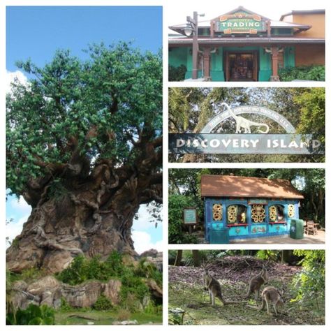 9 Reasons To Love Discovery Island At Animal Kingdom Dinoland Animal Kingdom, Map Of Animal Kingdom Disney World, Animal Kingdom Tv Show, Disney Island, Animal Kingdom Series, Red Kangaroo, Discovery Island, Disney’s Animal Kingdom, Flame Tree