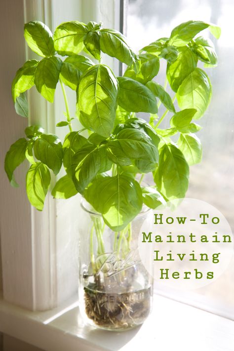 How To Save Fresh Herbs, Herbs To Grow In Water, Saving Fresh Herbs, Easiest Herbs To Grow Indoors, Store Fresh Herbs, Growing Basil, Indoor Water Garden, Diy Herb Garden, Indoor Herb Garden