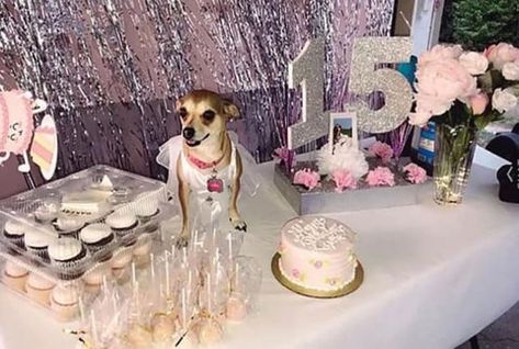 How to host a Doggie Quinceañera – The Dog Bakery Dog Birthday Pictures, Photoshoot With Dog, Royal Princess Birthday, Quince Photoshoot Ideas, Quince Photoshoot, Quinceanera Pictures, Dog Bakery, Dog Cakes, Quinceanera Party