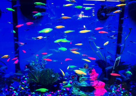 Black light fish Aquatic Ambience, Neon Fish Tank, Black Light Fish Tank, Bioluminescence Fish, Tropical Fish Tank, Glofish Aquarium, Neon Aquarium, Black Light Aquarium, Feferi Peixes