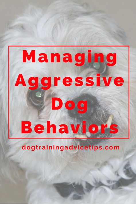 Dog Training Aggression, Dog Aggression, Aggressive Behavior, Dog Obedience Training, House Training Puppies, Dog Tricks, Dog Behavior Problems, Cesar Millan, Dog Training Advice