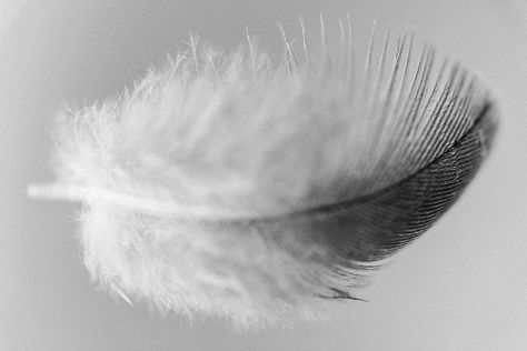 Exploring the Spiritual Meaning Behind Grey and White Feathers - Gaiansoul Grey And White Feather Meaning, Gray Feather Meaning, Grey Feather Meaning, Hawk Meaning, White Feather Meaning, Cat Symbolism, Feather Meaning, Dream's Cat, Balance And Harmony