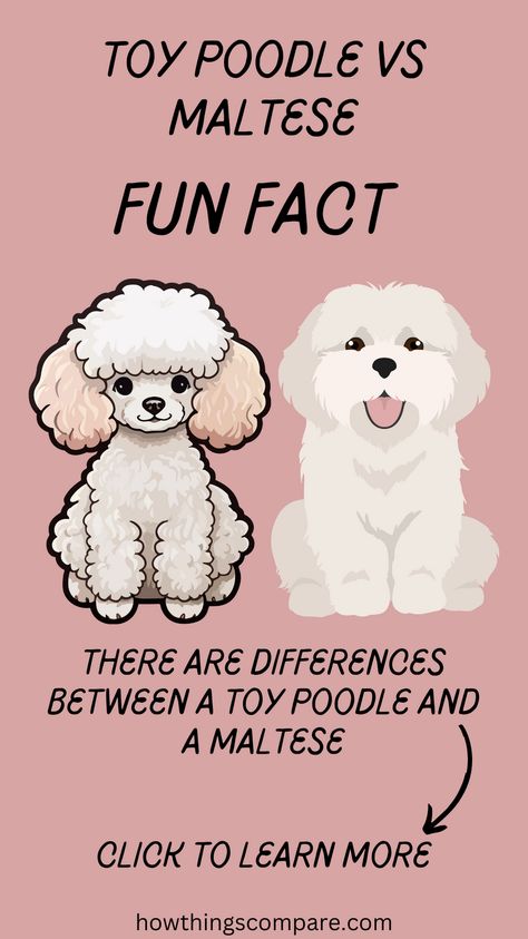 Curious about the adorable world of Toy Poodles and Maltese dogs? Explore the unique characteristics, from their luxurious coats to their playful personalities. Our detailed comparison covers everything from grooming needs to temperament, helping you decide which fluffy companion is the perfect fit for your lifestyle. Get ready to fall in love with these enchanting breeds! Male And Female Animals, Maltese Breed, Toy Poodles, Puppy Cut, Maltese Dog, Dental Problems, Maltese Dogs, Animal Behavior, Unique Characteristics