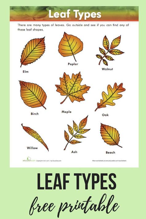 The next time you're on a hike with your child, take this FREE printable leaf chart to guide you in identifying different types of leaves. #science #leaves #leafidentification, #lifescience #elementaryscience #printables #optoutside #hikingwithkids #educa Types Of Leaves Worksheet, Tree Leaf Identification Free Printable, Tree Identification Chart, Leaf Identification Chart, Leaf Science, Leaf Activity, Different Types Of Leaves, Leaf Types, Interactive Lapbooks