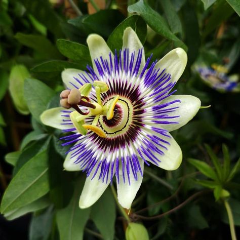 Blue Passion Flower (Passiflora caerulea) Rainforest Flowers, Horticulture Garden, Blue Passion Flower, Flor Tattoo, Zoo Project, Botanical Sketchbook, Sun Light, Passion Flower, Garden Features