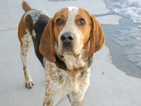 American Coonhound, Redtick Coonhound, Red Tick Coonhound, Blood Hounds, Coon Hunting, English Coonhound, Hound Breeds, Cool Dog Houses, Hound Dogs