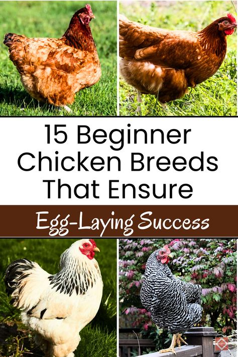 Looking for beginner-friendly chickens that will keep the eggs coming? These 15 chicken breeds are known for their easy care and excellent egg production, making them perfect for new chicken owners. From the reliable layers like Leghorns to the friendly Buff Orpingtons, your egg basket will never be empty. Save this pin for later to learn more about each breed, and click to discover which one will suit your backyard flock best! Lavender Orpington Chickens, Chicken Breeds With Pictures, Friendly Chickens, Buff Orpingtons, Leghorn Chicken, Chickens For Eggs, Sussex Chicken, Low Maintenance Pets, Egg Laying Chickens