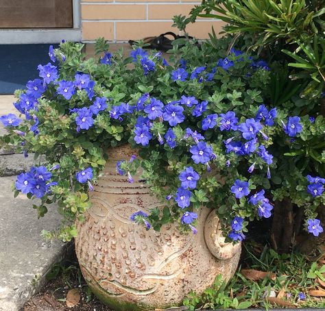 Blue My Mind Dwarf Morning Glory This is one of my favorite plants in my garden! Blue My Mind Plant, Patio Jungle, Boho Spa, Morning Glory Flowers, Flower Containers, Biennial Plants, Garden Vines, Container Gardening Flowers, Plants For Hanging Baskets