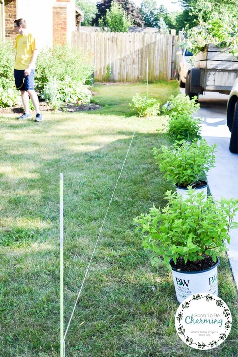 Hydrangea Border Landscaping, Hydrangea Hedge Fence, Property Border Landscaping, Hydrangea Fence Line, Hydrangea Hedge Front Yards, Hydrangea Garden Front Yard, Hydrangea Hedges, Daycare Entrance, Hydrangea Front Yard