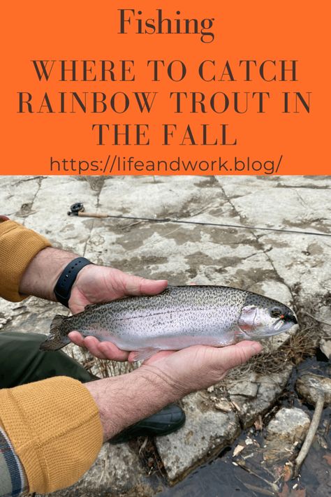 Fishing - Where To Catch Rainbow Trout In The Fall What Is A Rainbow, Insect Eggs, Crappie Fishing Tips, Aquatic Insects, Rainbow Trout Fishing, About Rainbow, Trout Fishing Tips, Fall Fishing, Salmon Eggs