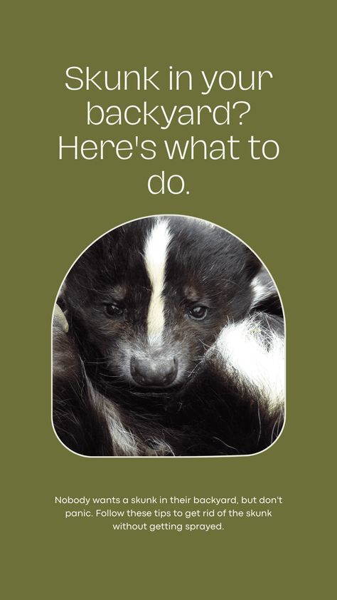 How To Get Rid Of A Skunk In Your Backyard - My Thoughts, Ideas, and Ramblings How To Get Rid Of Skunks, Skunk Deterrent Backyards, How To Get Rid Of Skunks In Your Yard, How To Get Rid Of Skunk Smell In House, Skunk Smell In House, Skunk Repellent, Getting Rid Of Skunks, Skunk Spray, Skunk Smell