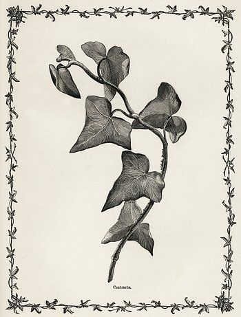 Deltoidea from The Ivy, a Monograph | Free Photo Illustration - rawpixel Ivy Botanical Illustration, Ivy Tattoo, Vine Drawing, Ivy Plant, Skull Sketch, Lotus Flower Art, Ivy Vine, Free Illustration Images, Ivy Plants