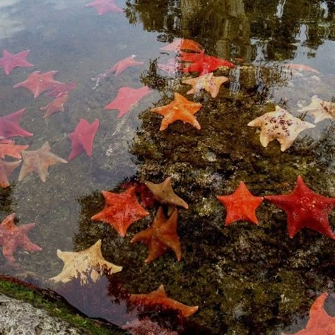 Tide Pool Aesthetic, Tidepool Aesthetic, Starfish Aesthetic, Tide Pools, Arte Inspo, Spotify Covers, Love Stars, Playlist Covers, Star Girl