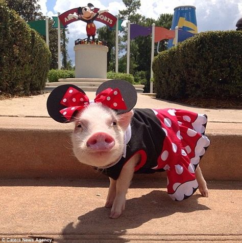 Micro Pigs, Teacup Pigs, Pig Pictures, Cute Piglets, Mini Pigs, Cute Piggies, Pet Pigs