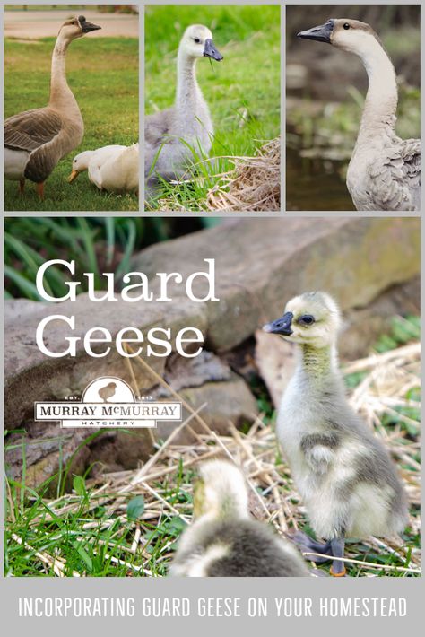 Incorporating Guard Geese on Your Homestead Geese On The Homestead, Pet Geese, African Geese, Farm Geese, African Goose, Raising Geese, Sebastopol Geese, Geese Breeds, Duck Care