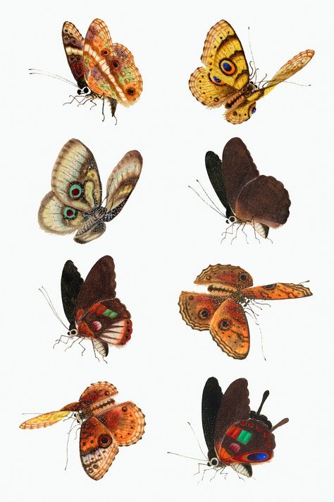 Fabric Insects, Scientific Poster Design, Butterfly And Moth, Moth Illustration, About Butterfly, Butterfly Animal, Drawing Collection, Butterfly Vintage, Illustration Nature