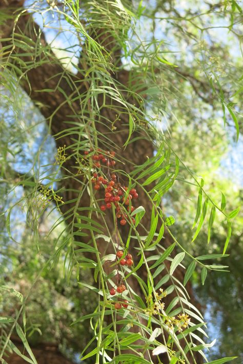 Peruvian Pepper Tree and Why Invasive Plants Matter California Pepper Tree, Backyard Permaculture, Ocean Witch, Digestive Bitters, Pepper Tree, Sweet Gum, Meditation Retreat, Invasive Plants, Weeping Willow