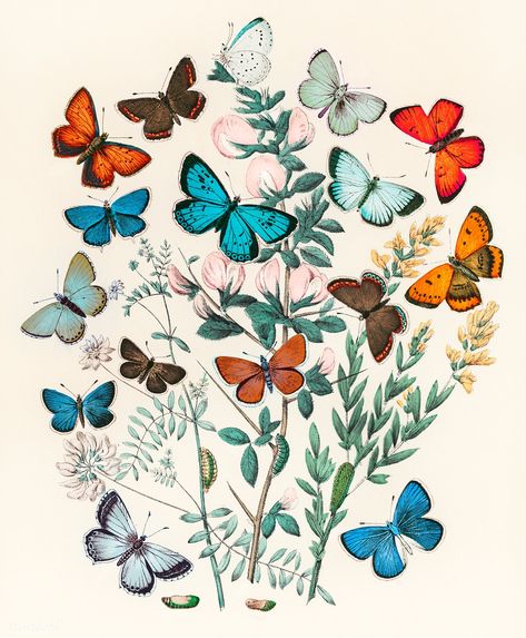 Butterflies and moths fluttering over flowers vintage illustration, remix from original artwork. | premium image by rawpixel.com / nunny Moth Illustration, Vintage Butterfly Print, Art Papillon, Art Deco Illustration, Butterfly Poster, Butterfly Illustration, Butterfly Drawing, Antique Illustration, Illustration Wall Art