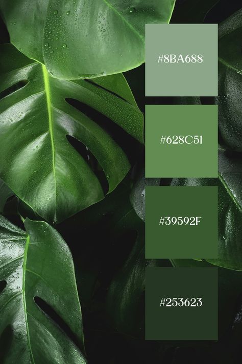 This Green Color Palette showcases lush, dark green Monstera leaves. The rich greens are highlighted with natural gradients and water droplets, adding a fresh and vibrant feel. The deep green tones exude a sense of tropical rainforest, creating a soothing and rejuvenating atmosphere. Dark Green Palette Colour Schemes, Pantone Colour Palettes Green, Eco Color Palette, Green And Brown Colour Palette, Colors That Compliment Green, Deep Green Color Palette, Herbal Business, Green Contrast Color, Color Scheme Generator