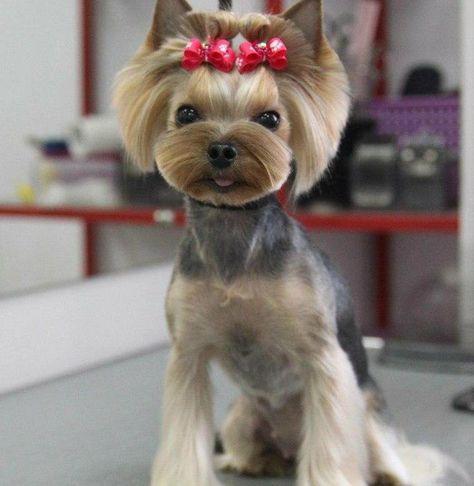 Under Stairs Dog House, Yorkshire Terrier Grooming, Yorkie Cuts, Yorkie Hairstyles, Dog Grooming Styles, Dogs Grooming, Grooming Style, Girl Haircut, Asian Fusion