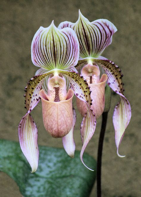 Orchid Images, Strange Flowers, Rare Orchids, Weird Plants, Plant Fungus, Exotic Orchids, Unusual Plants, Unusual Flowers, Orchid Plants