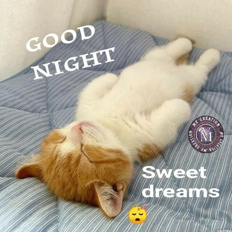 Good Night Cat Images, Good Night Kitty, Cat Good Night, Sweet Dreams Sleep Tight, Good Night Qoutes, Good Night Cards, Good Morning Cat, Good Night Cat, Good Night Sleep Tight