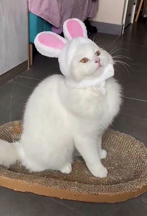 cute white cat with bunny ears / Too cute / so cute / cute kitten pictures / cute cats / adorable cat pictures / cats of the world #cats_of_world / happy cat #happycat / best meow #bestmeow / kitty love #kittylove Bunny Cat Hybrid, Cat With Bunny Ears, Cats With Bunny Ears, White Cat Pink Bow, White Cat Asthetics Photos, Cat With Milk Face Meme, Kitten Pictures, Happy Cat, Bunny Ear