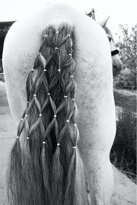 Horse Tail Braid, Horse Mane Braids, Horse Hair Braiding, Horse Adventure, Horse Braiding, Tail Braids, Horse Riding Outfit, Beautiful Horses Photography, Horse Riding Tips