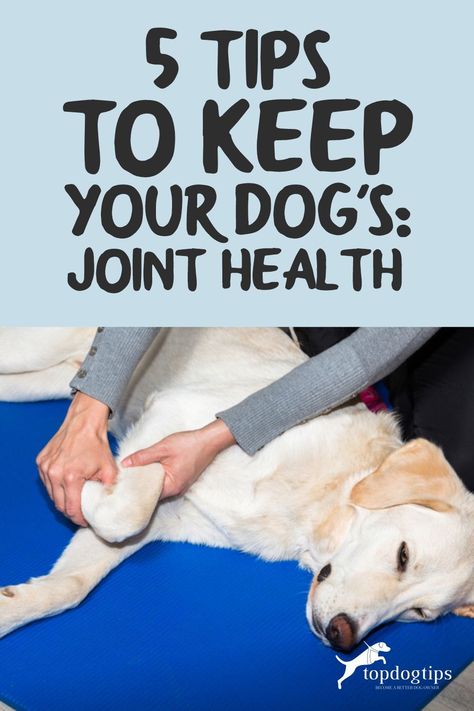 Importance Of Exercise, Holistic Dog Care, New Puppy Checklist, Dog Joints, Dog Health Tips, Pet Supplements, Pet Wellness, Dog Health Care, Dog Care Tips