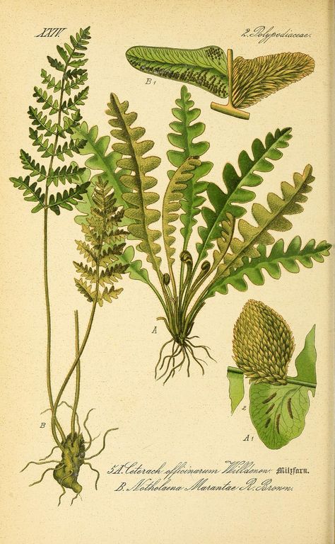 Fern Plant, Botanical Painting, Botanical Beauty, Scientific Illustration, Botanical Drawings, Plant Illustration, Hippie Art, Vintage Botanical, Nature Paintings