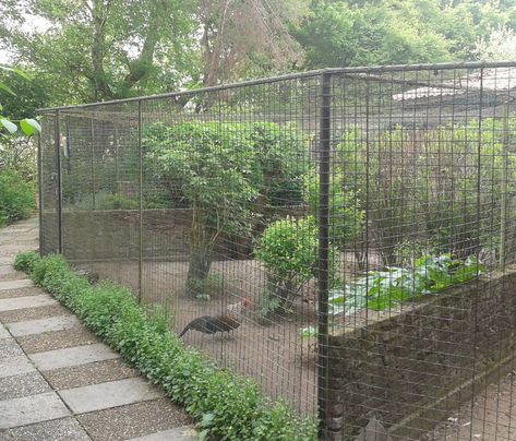 Pheasant Aviary, Quail Coop, Outdoor Pet Enclosure, Diy Bird Cage, Raising Quail, Pet Bird Cage, Bird House Kits, Chicken Garden, Bird Aviary