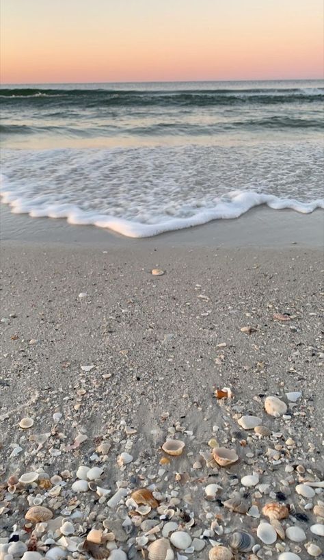 Water from the Gulf of Mexico washing seashells onto the beach. Pale orange sunrise in the background. Clearwater Beach Florida Aesthetic, Florida Aesthetic Pictures, Naples Florida Aesthetic, Florida Astethic, Beach Clear Water, Seashells On The Beach, Flagler Beach Florida, Florida Vibes, Pensacola Beach Florida