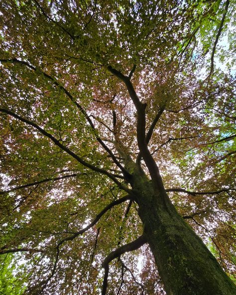 I love combining walking, meditation, and breathing exercises. Trees always help me back to my center. Whatever I'm dealing with, the sound of the leaves as the breeze dances with them makes me calm down and see everything clear... I breath in, they breathe out... I breath out, they breath in... #meditation #walk #afternoonwalk #walkingmeditation #nature #trees #relax #recharge Walking Meditation, Breathe Out, Breath In Breath Out, Breathing Exercises, Calm Down, The Sound, Help Me, Meditation, Walking