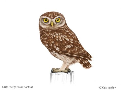 "Athene Noctua" - "Owl of Athena" Athena Owl Drawing, Burrowing Owl Drawing, Mum Tattoos, Minerva Owl, Owl Of Athena, Mum Tattoo, Athena Owl, Postcard Ideas, Owl Png