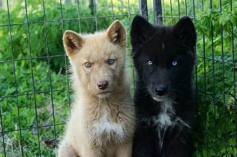 Wolfdog pups Wolf Dog Hybrid Puppy, Wolf Dog Hybrid, Wolf Hybrid Dogs, Dog Hybrid, Wolfdog Hybrid, Wolf Dogs, Wolf Hybrid, Dog Puppies, Puppy Stuff