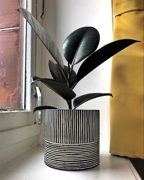 Cute black aesthetics ✨️ Rubber plant produce oxygen and can remove up to 60% of air toxins, including mold spores and bacteria. They can also filter out common indoor pollutants like formaldehyde, benzene, and carbon monoxide. Low maintenance: Rubber plants are easy to grow and require low maintenance.🌿 . #phulwaari #indoorjungle #indoorgarden #plantsplantsplants #airpurifyingplants #plantsmakepeoplehappy #indoorairquality #indoorplants #rourkelasmartcity #rourkelashines #rourkeladiaries ... Ceramic Planters Indoor, Unique Plant Pots, Macetas Ceramica Ideas, Plants Pots Ideas, Plant Container Ideas, Plants For Clean Air, Decorating Pots, Big Pots, Pots Ideas