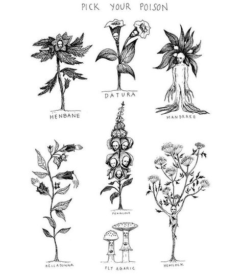 Bill Crisafi (@billsafi) #graphic #ink #illustration #art #sketch #tatoo #whitchcraft #botanic Bill Crisafi, Poison Garden, 16 Tattoo, Pick Your Poison, Plant Tattoo, Spooky Tattoos, Poisonous Plants, Botanical Tattoo, Baba Yaga