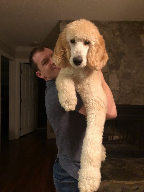 Cute Poodle Haircut, Cream Standard Poodle, Standard Poodle Teddy Bear Cut, Puppy Shot Schedule, Standard Poodle Teddy Bear, Poodle Groom, Poodle Teddy Bear Cut, Cream Poodle, Standard Poodle Cuts