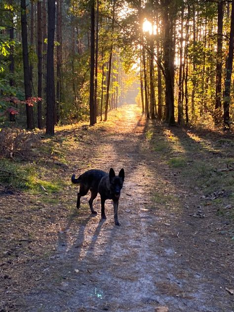 Three Dogs Aesthetic, Dog Adventure Aesthetic, Dogs In Forest, Reservation Dogs Aesthetic, Cottagecore Dog, Cowboy Husband, Fox Oc, Pnw Aesthetic, Twilight Dr