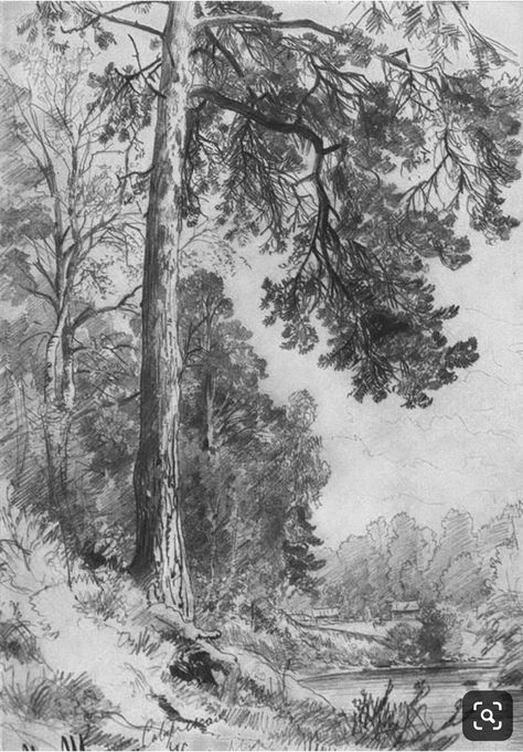 Ivan Shishkin, Easy Pencil Drawings, 숲 사진, Landscape Pencil Drawings, Forest Drawing, Tree Drawings Pencil, Tree Sketches, Landscape Sketch, White Drawing