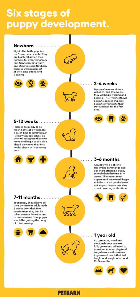 Puppy Development Week By Week, Nursing Dog Care, Puppy Development Stages, Puppy Stages Week By Week, Dog Pregnancy Stages, Puppy Timeline, Puppy Milestones, Cesar Millan Puppy Training, Newborn Puppy Care