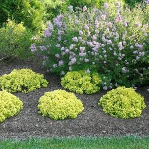 Shrubs For Landscaping, Low Growing Shrubs, Front Landscaping, Garden Shrubs, Proven Winners, Low Maintenance Garden, Front House Landscaping, Garden Yard Ideas, Front Yard Garden