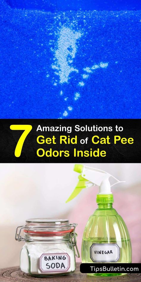 Learn how to get rid of a cat pee smell by carpet cleaning with enzymatic cleaners and an odor remover. Eliminate cat urine odor by cleaning the litter box but different methods are necessary to clean a urine stain and smell from carpets and floors. #howto #getridof #cat #urine #odor #house How To Get Cat Pee Smell Out Of Carpet, How To Get Animal Pee Out Of Carpet, How To Get Rid Of Animal Urine Smell, Diy Cat Pee Smell Removal, Get Rid Of Cat Pee Smell Carpets, How To Get Pee Smell Out Of Wood Floors, How To Eliminate Cat Urine Odor, Remove Cat Pee From Carpet, Best Way To Get Rid Of Cat Urine Smell