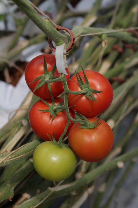 Red and Green Tomatoes on Branch Canning Tomatoes, Green Tomatoes, Garden Spaces, Fruits And Veggies, Hydroponics, Cherry Tomatoes, Agriculture, Free Images, Tomatoes