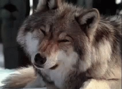 Wolf Confused GIF - Wolf Confused What - Discover & Share GIFs Kindred Spirit, Wolf Love, Wild Wolf, Red Wolf, Your Spirit Animal, Beautiful Wolves, Grey Wolf, A Wolf, Wolf Dog